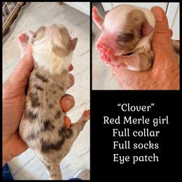 Clover - Red merle female Miniature American Shepherd puppy in Arcanum, Ohio from Sunset Hill Mini & Toy Aussies