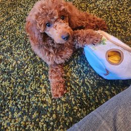 Coton de Tulear and Poodle Puppies from Legacy Pets