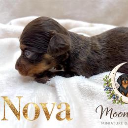 Nova - Chocolate and tan female Dachshund puppy in Tecumseh, Oklahoma from MoonBerry Miniature Dachshunds