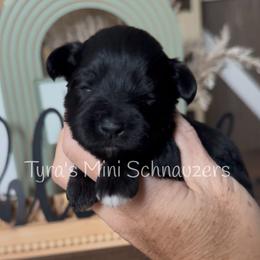 Girl 2 - Black female Miniature Schnauzer puppy in Kentucky from Tyra's Mini Schnauzers
