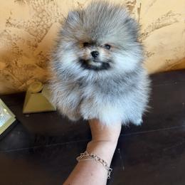 Pomeranian Puppies from Crown Rose Pomeranians