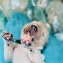 Golden Retriever Puppies from English Cream Goldens in Georgia