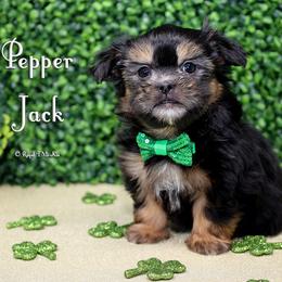 Pepper Jack - Black male Mi-Ki puppy in Elizabeth, Colorado from Royal T Mi-Kis