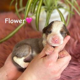 Flower - Blue merle female Aussiedoodle puppy in Lancaster, Minnesota from Finney Ranch