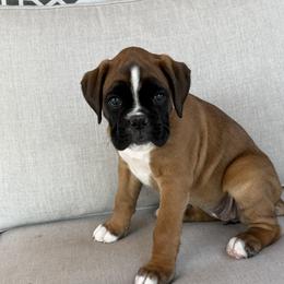 Boxer Puppies from The Holistic Boxer