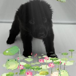 Mr. Dark Green - Black male German Shepherd puppy in Granite City, Illinois from Devon Rugerio's German Shepherds