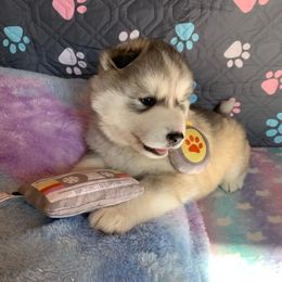 Siberian Husky Puppies from Canace Siberians