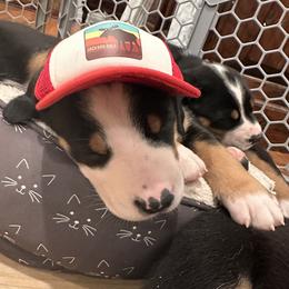 Greater Swiss Mountain Dog Puppies from Park Place Swissys