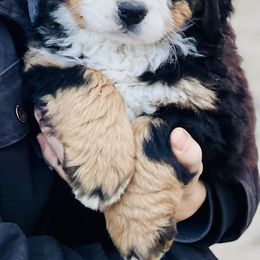 Bernese Mountain Dogs from Bayles Berners