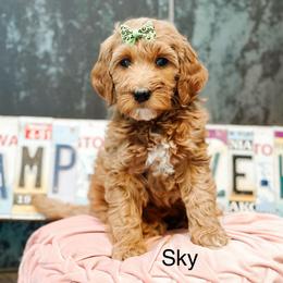 Sky - Cream female Goldendoodle puppy in Pasco, Washington from Camp Doodle Woods