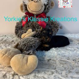 Gabby - Black and tan female Yorkshire Terrier puppy in Dierks, Arkansas from Yorkie’s Klassie Kreations
