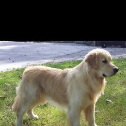 Golden Retriever Puppies from Kim Kelley