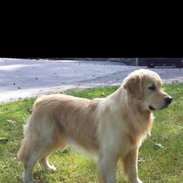 Golden Retriever Puppies from Kim Kelley