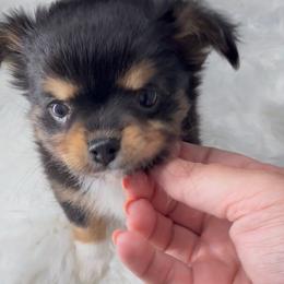 Twilight - Black and white female Chihuahua puppy in Simpsonville, South Carolina from N&T's Chihuahuas