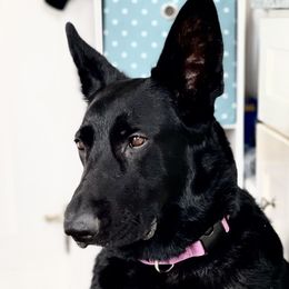 LUNA - German Shepherd