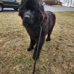 Tiny (green) - Black Newfoundland puppy in Newmanstown, Pennsylvania from Mufasa's Pride (Newfoundland breeder)