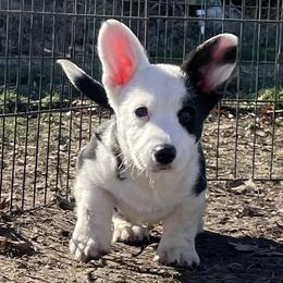 Cardigan Welsh Corgi Puppies from Espuela Cardigan Welsh Corgis
