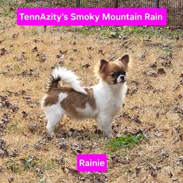 Rainie - Chihuahua