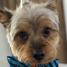 Lucas - Maltese