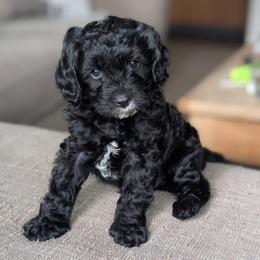 Tuxedo Boy - Black and white male Cavapoo puppy in Almira, Washington from Cavapoo Cuddles