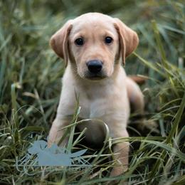 Labrador Retriever Puppies from UC Labradors
