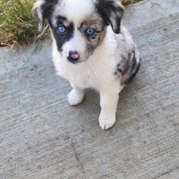 Girl 3 - female Miniature American Shepherd puppy in Brush Prairie, Washington from Hillside Haven Farms