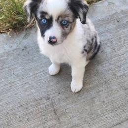 Girl 3 - female Miniature American Shepherd puppy in Brush Prairie, Washington from Hillside Haven Farms