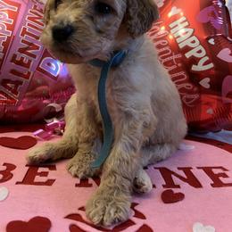 Poodle Puppies from Spoiled Rotten Poodles