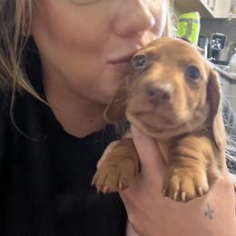 Dachshund Puppies from Honey Creek Doxies