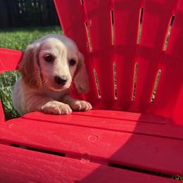Tigger - Cream male Dachshund puppy in Vancouver, Washington from Cascade Minis