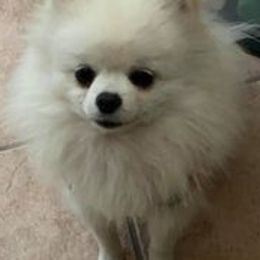 Pomeranians from Nava Pomeraninans