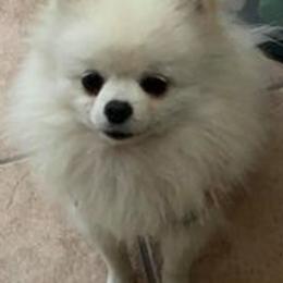 Pomeranians from Nava Pomeraninans