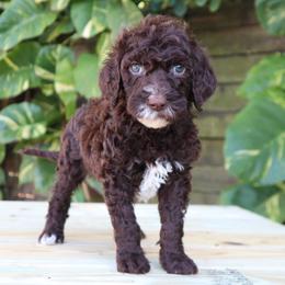 Dove (Beige) - Chocolate female Goldendoodle puppy in Palmetto Bay, Florida from SOMIDOODLES