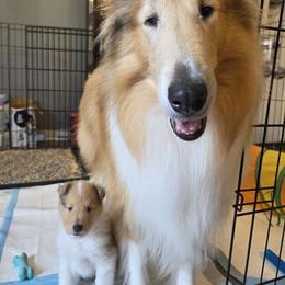 Collie Puppies from Curtain Call Collies