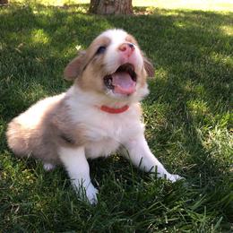 Border Collie Puppies from Team Reeves Ranch