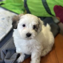 Girl 3 - Tri-color female Coton de Tulear puppy in Vancouver, Washington from Uptown Cotons