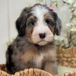 Zena - Tri-color female Bernedoodle puppy in Yuciapa, California from AlltheDoodlez_