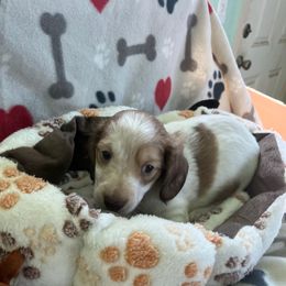 Blue - Piebald male Dachshund puppy in Cumby, Texas from Dog Daze Ranch