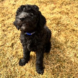 Goldendoodle Puppies from AZ Stickerdoodles