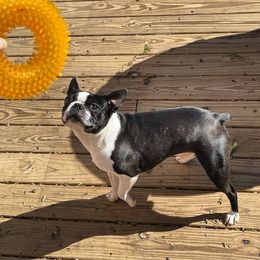 Boston Terrier Puppies from Bonze Boston Terriers