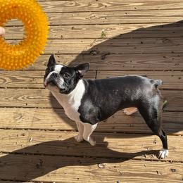 Boston Terrier Puppies from Bonze Boston Terriers