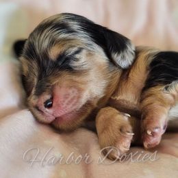 Missy - Dapple female Dachshund puppy in Panama City, Florida from Harbor Doxies