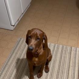 Redbone Coonhound All Grown Up from Redbone Ranch
