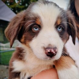 Merlin - Red tri-color male Australian Shepherd puppy in Crestline, Ohio from High Desert Aussies
