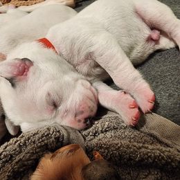 Dalmatian puppies from Raven River Ranch