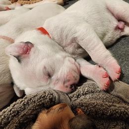 Dalmatian puppies from Raven River Ranch