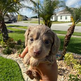 Isabella male-3800 - Fawn (isabella) and cream male Dachshund puppy in Winter Haven, Florida from Dreamwork Dachshunds