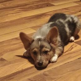 Blue Merle- brown eyes - Blue merle and white male American Corgi puppy in Pioneer, Michigan from Country Corners Corgis
