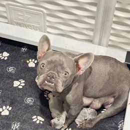 Bell - French Bulldog