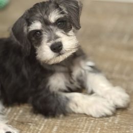 Sapphire - Black and silver female Miniature Schnauzer puppy in New Caney, Texas from Sadie Miniature Schnauzers